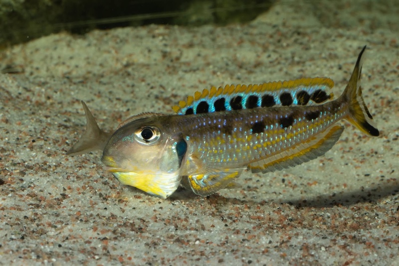 Xenotilapia singularis 'Ikola'